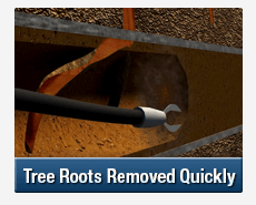 Tree Root Intrusions Hoxton Park